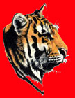 tiger1954.jpg